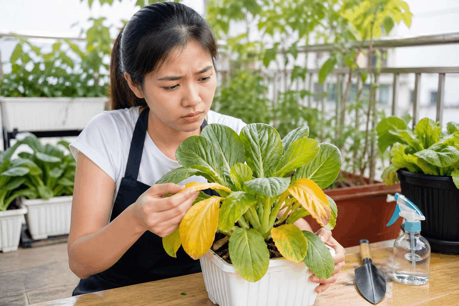 Chăm sóc cây trồng tại nhà với lá bị vàng trên ban công